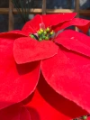 Factory direct sales, best-selling items, essential for interior decoration and wedding supplies made of poinsettias fabric details Picture